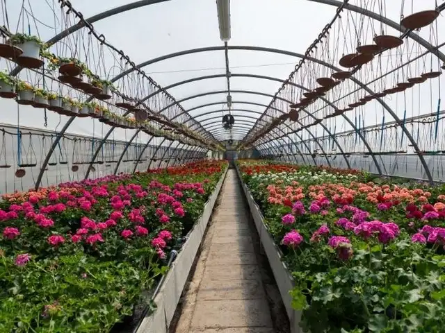 Greenhouse Flowers