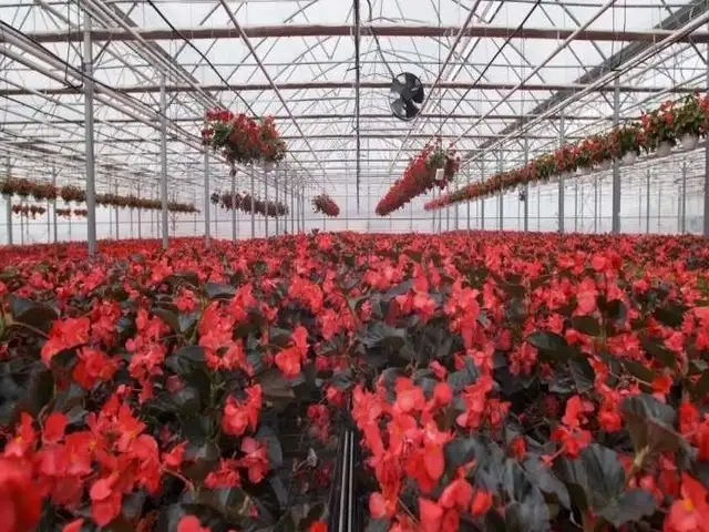 Greenhouse Flowers images Greenhouse Flowers images