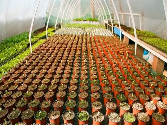 Pros and Cons of Using Greenhouse Seeds