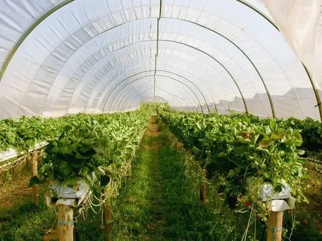 Greenhouse with Solar Panels Images Greenhouse with Solar Panels Images