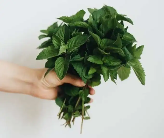 Common Challenges in Mint Cultivation and Their Solutions Benefits of Growing Mint Indoors