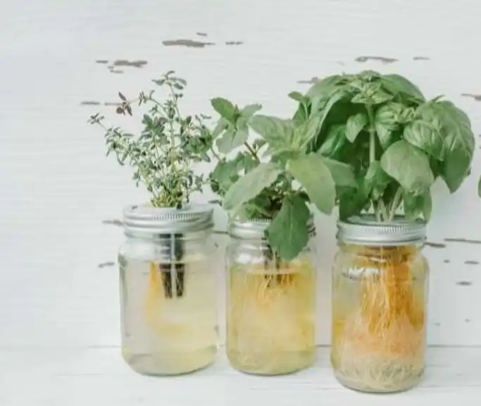 Unveiling the Remarkable 7 Benefits of Growing Mint Indoors