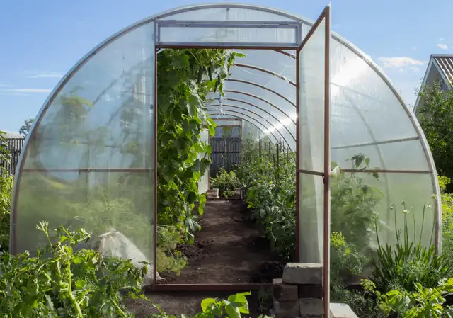 cattle panel greenhouse